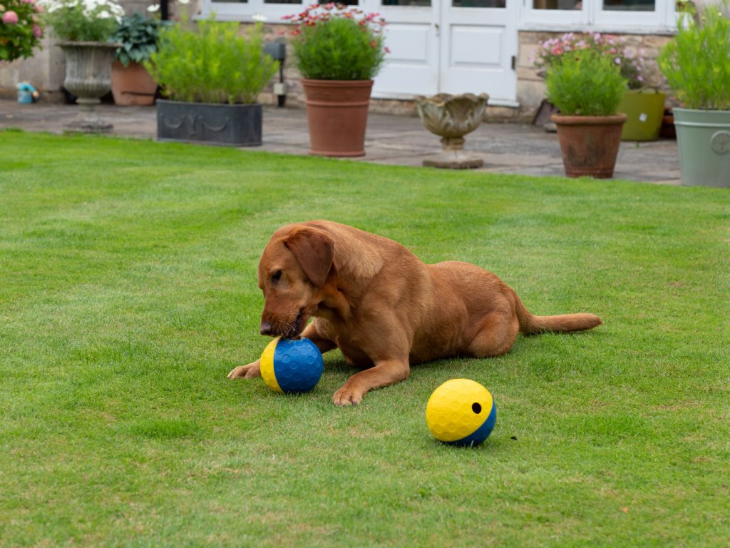 Mental Stimulation for Dogs - Toller Edition - Puzzle Ball 