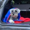 Dog drying towel blue