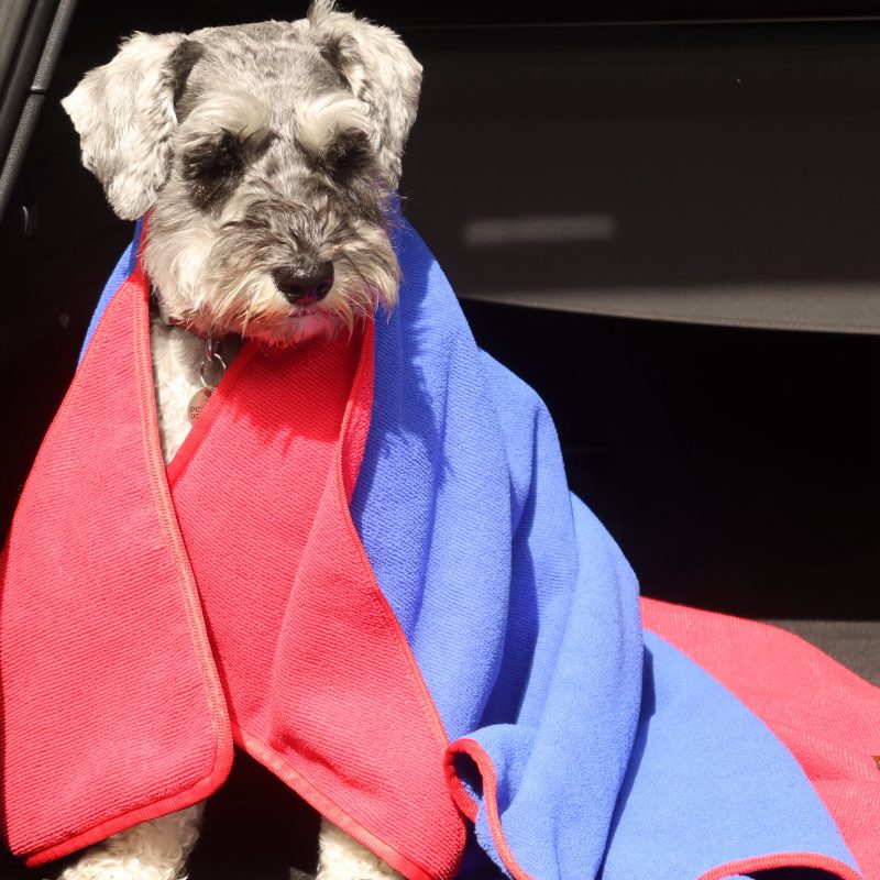 Dog drying towel blue