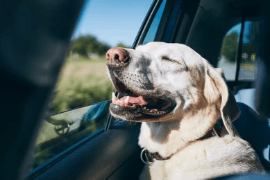 10 Best Tips for Travelling with Your Dog_dog-enjoying-traveling-by-car_UK Dog Supplies_UK dog accessories_Tail Blazers UK