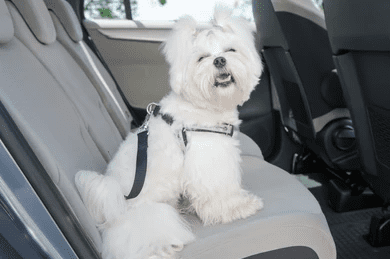 10 Best Tips for Travelling with Your Dog_dog safety UK_dog toys UK_UK Dog Supplies_UK dog accessories_Tail Blazers UK