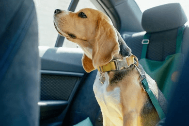 10 Best Tips for Travelling with Dogs_dog safety_quality dog toys UK_UK Dogs Supplies_UK dog accessories_Tail Blazers UK