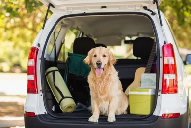 10 Best Tips for Travelling with Dogs_dog toys UK_UK Dog Supplies_UK dog accessories_Tail Blazers UK
