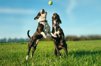 10 Best Tips for Travelling with Dogs_quality dog toys UK_UK Dog Supplies_UK dog accessories_Tail Blazers UK