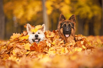 What You Should Know About Autumn Allergy Season For Your Dog_UK Dog Supplies_UK Dog accessories_Tail Blazers UK