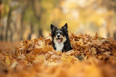 autumn allergy season_What You Should Know About Autumn Allergy Season For Your Dog_UK Dog Supplies_UK Dog accessories_Tail Blazers UK