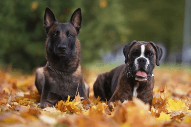 autumn allergy season_allegic dogs_What You Should Know About Autumn Allergy Season For Your Dog_UK Dog Supplies_UK Dog accessories_Tail Blazers UK