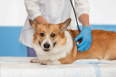 dog supples UK_dog treatment_autumn allergy season_What You Should Know About Autumn Allergy Season For Your Dog_UK Dog Supplies_UK Dog accessories_Tail Blazers UK