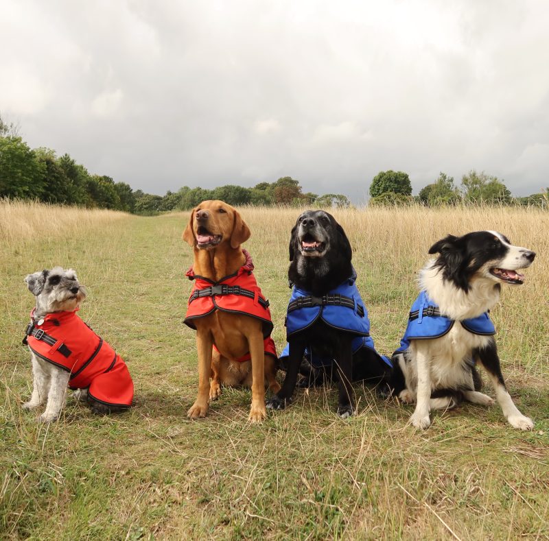 Rain_coat with 4 dogs