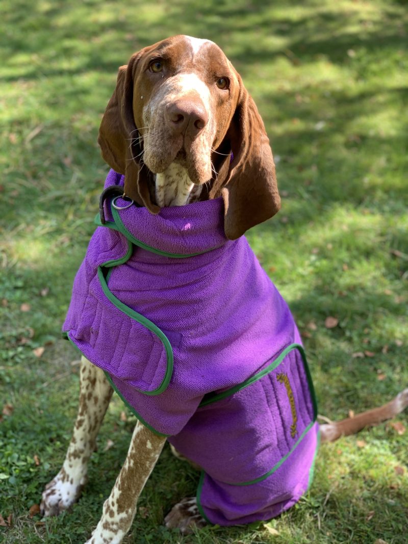 Classic Dog Drying Coat Purple