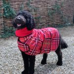 Premium Dog Drying Coat