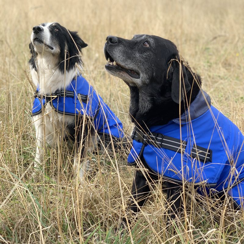 Rain Coat blue with 2 dogs