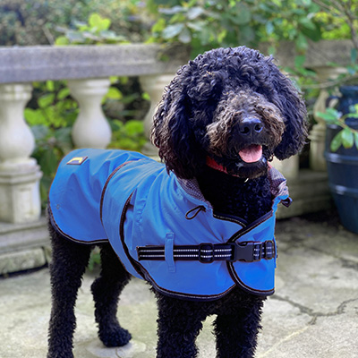 black dog in blue raincoat