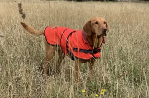 Dog Raincoat