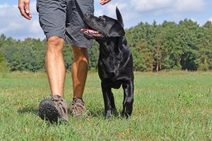 Training Tips for New Dog Owners